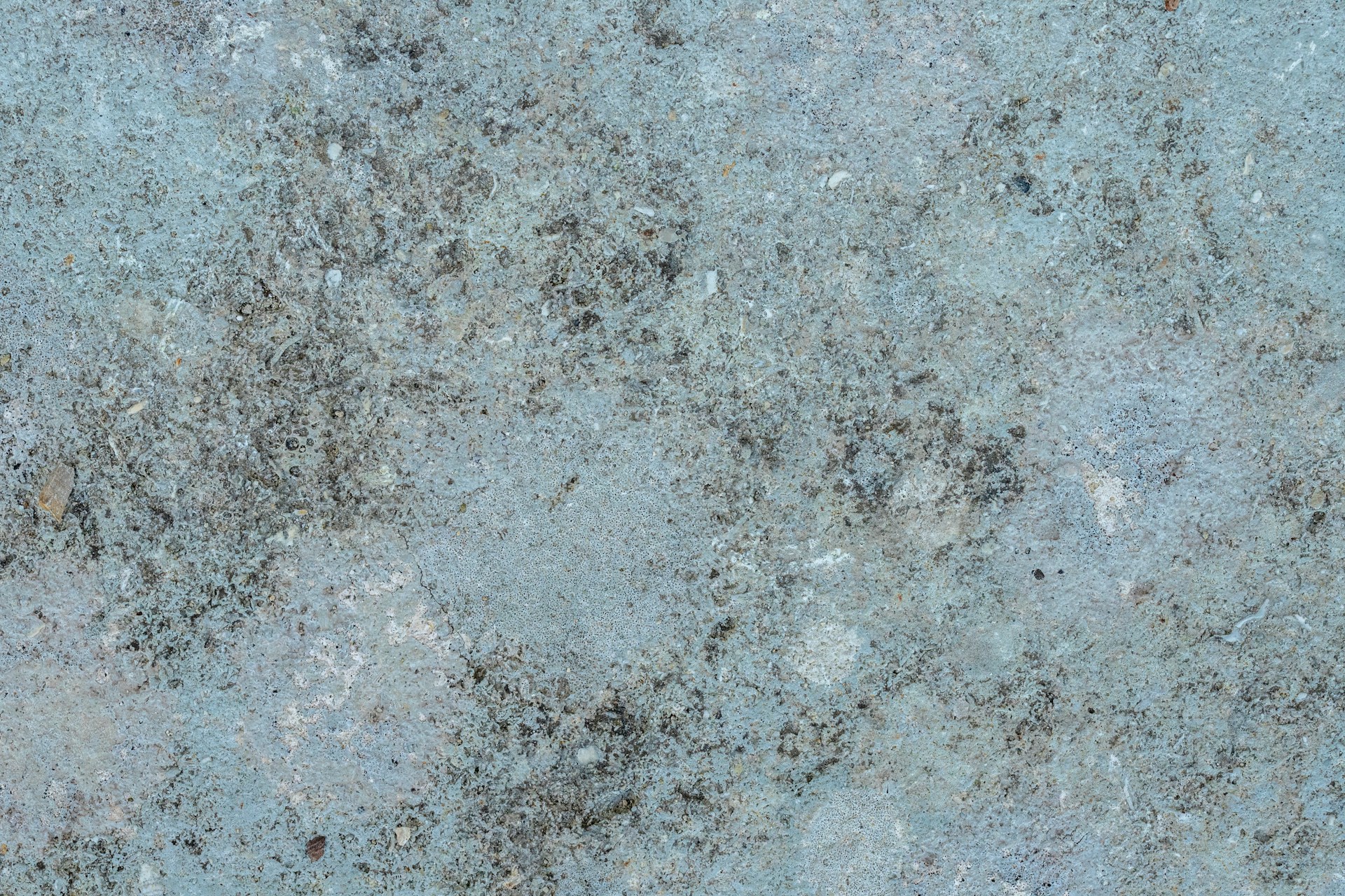 mold